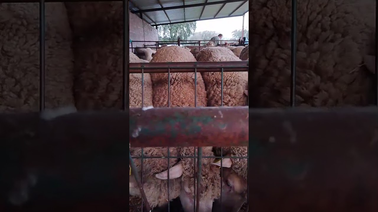 ganadería Casimiro Comeron lo mejor de este mundo agrícola y ganadería 