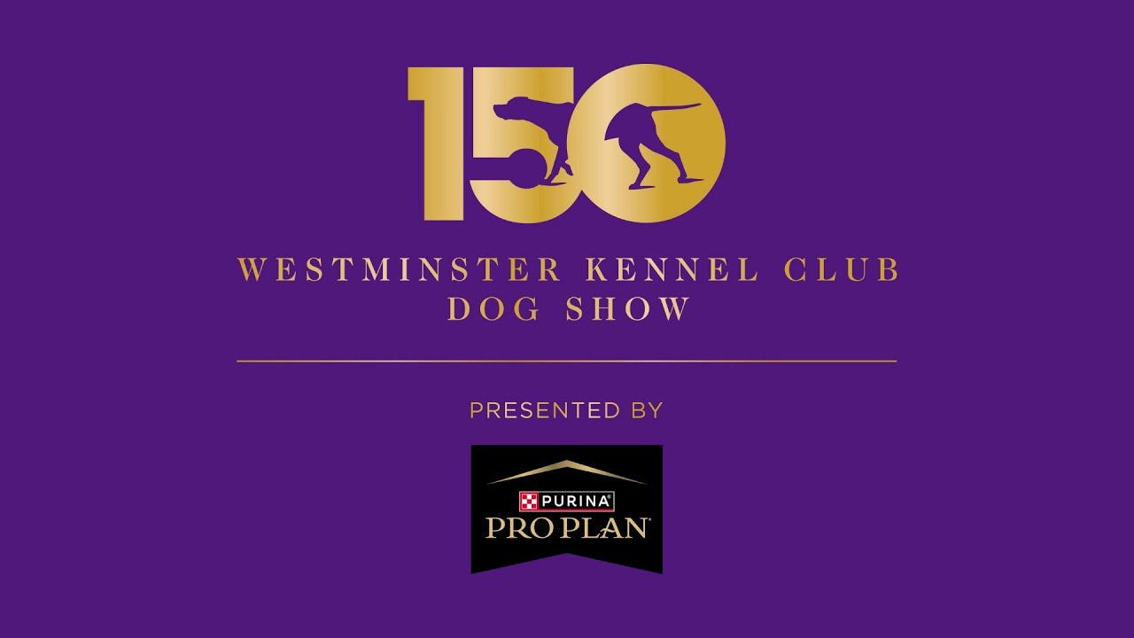 4&rdquo; & 8&rdquo; Preferred Standard Run | Westminster Kennel Club 2026