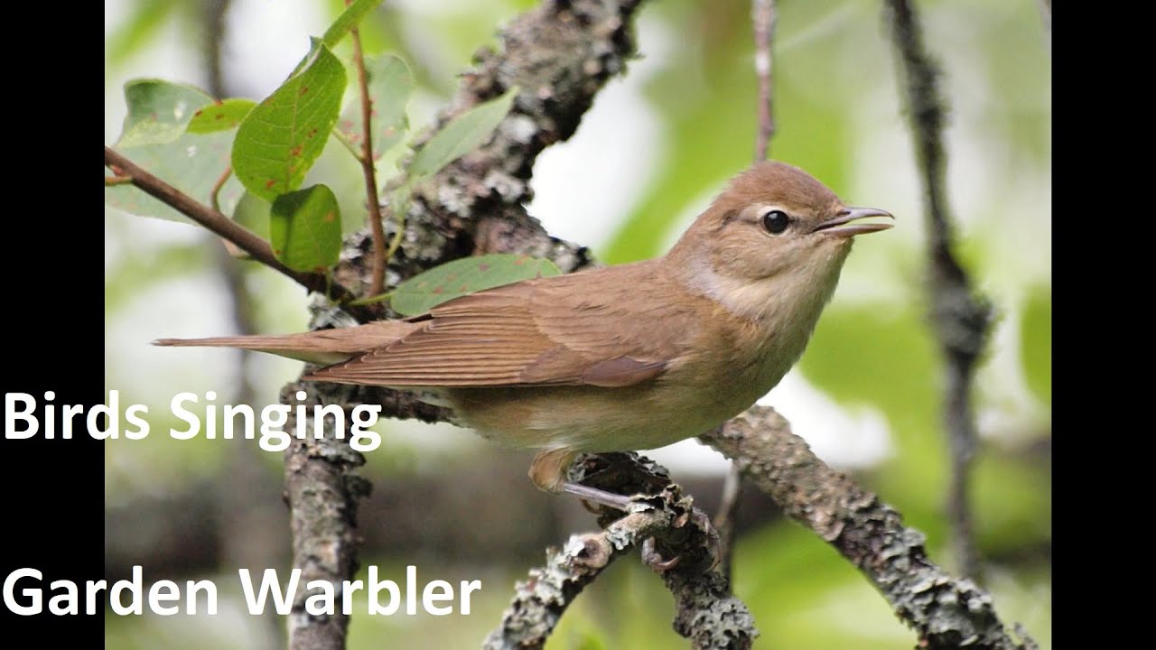Birds Singing - Garden Warbler - Sounds of Nature