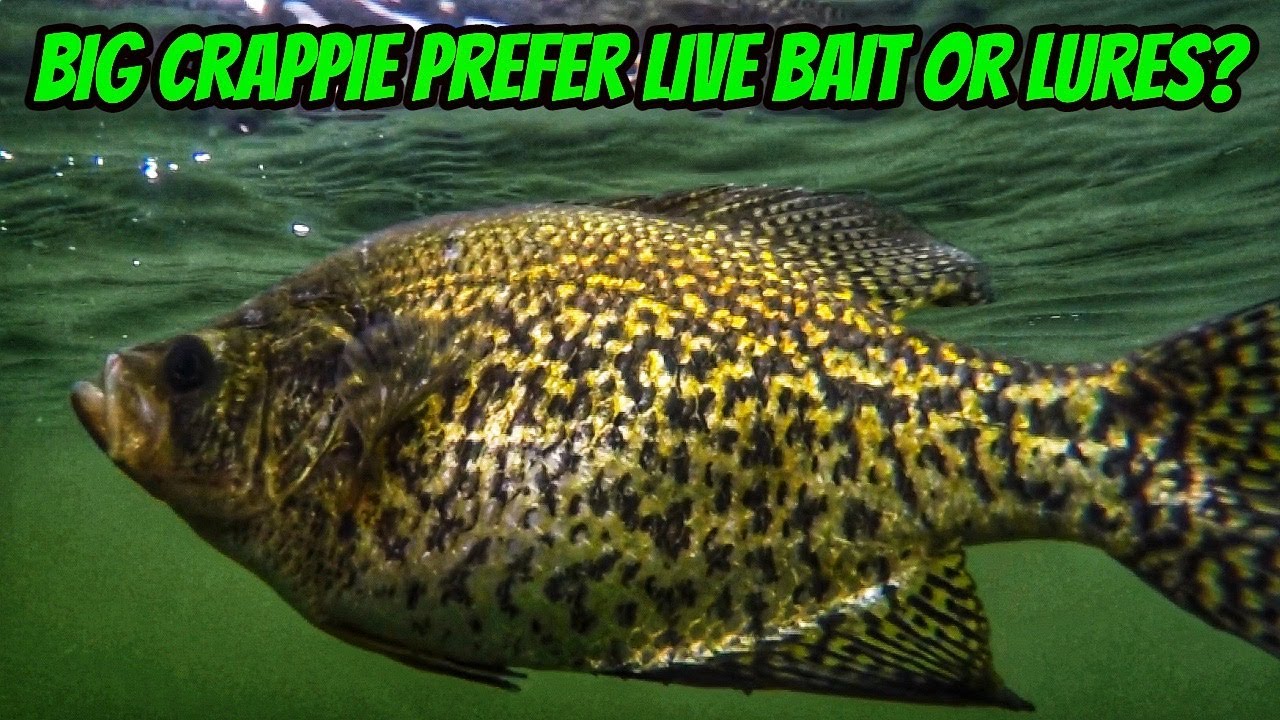 BIG CRAPPIE PREFER LIVE BAIT OR LURES- Our options for both!