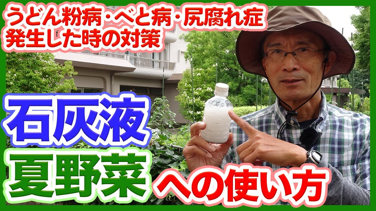 家庭菜園や農園の夏野菜栽培で石灰を使った病気予防！うどん粉病・べと病・尻腐れ症の解消など徹底解説！【農家直伝】/How to use lime for summer vegetables !