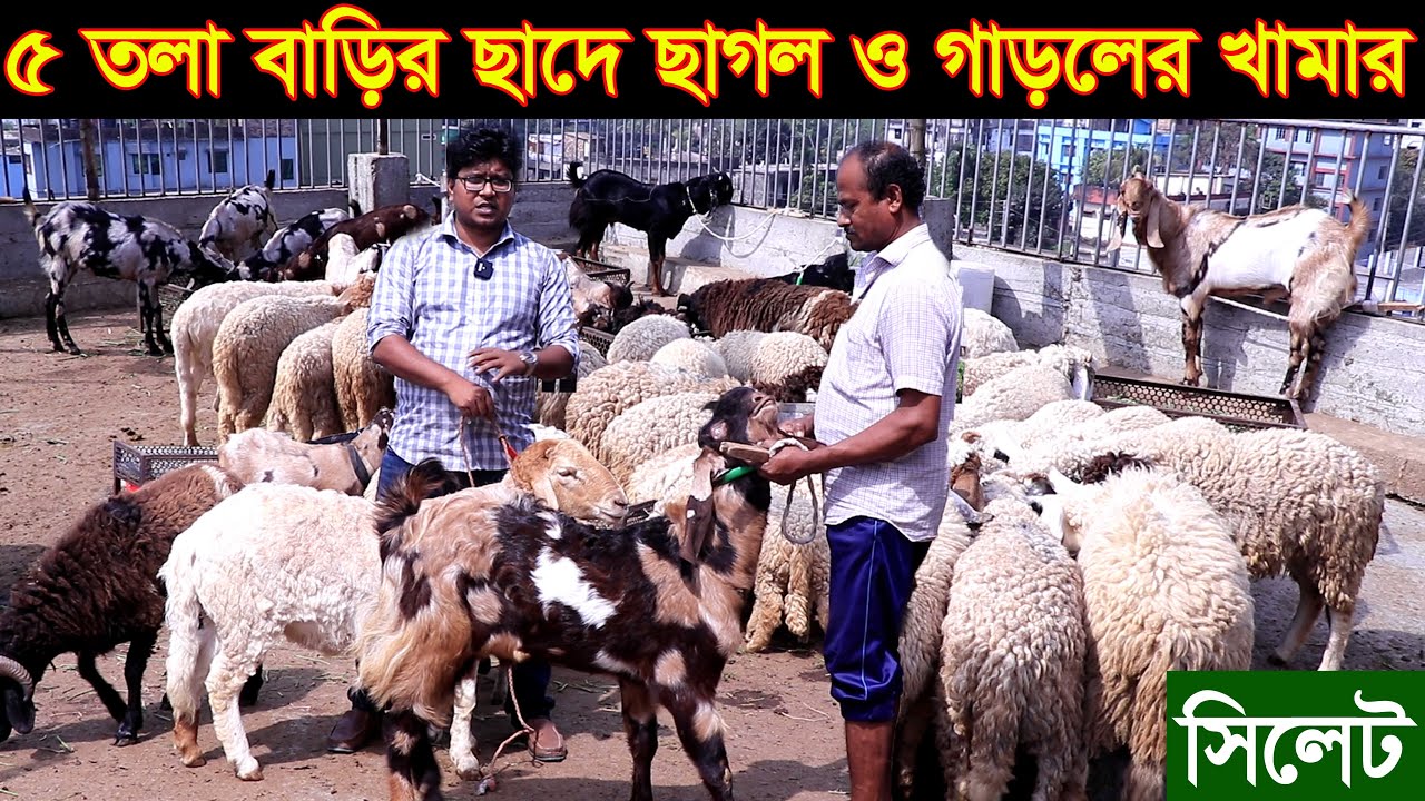 সিলেট শহরে ৫ তলা বাড়ির ছাঁদে উন্নত জাতের ছাগল পালন করে সফল। সিলেট থেকে উন্নত জাতের ছাগল ও গাড়ল কিনুন
