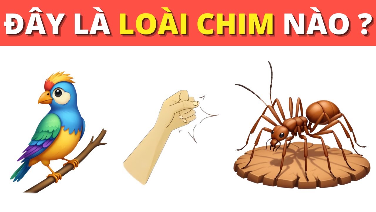 CHỈ THIÊN TÀI MỚI ĐOÁN ĐÚNG 22/22 LOÀI CHIM NÀY! Thử Thách Đuổi Hình Bắt Chữ Cực Hay