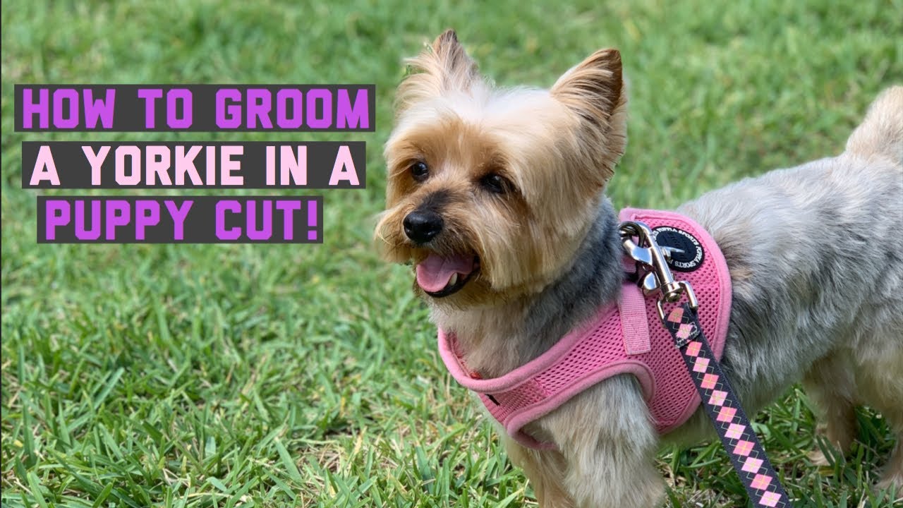 HOW TO GROOM A YORKIE IN A PUPPY CUT 😍