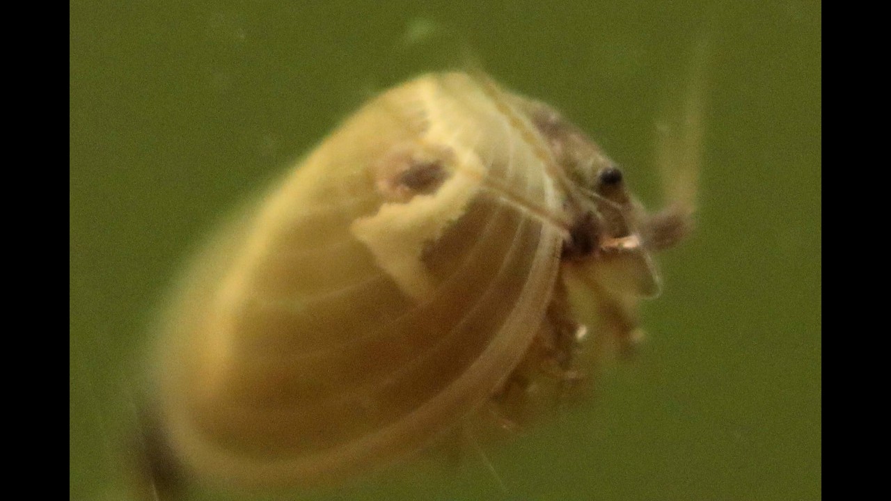 Cyzicus Clam Shrimp Setup
