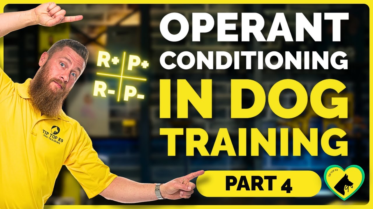 Operant Conditioning in Dog Training | Four Quadrants of Dog Training Simplified