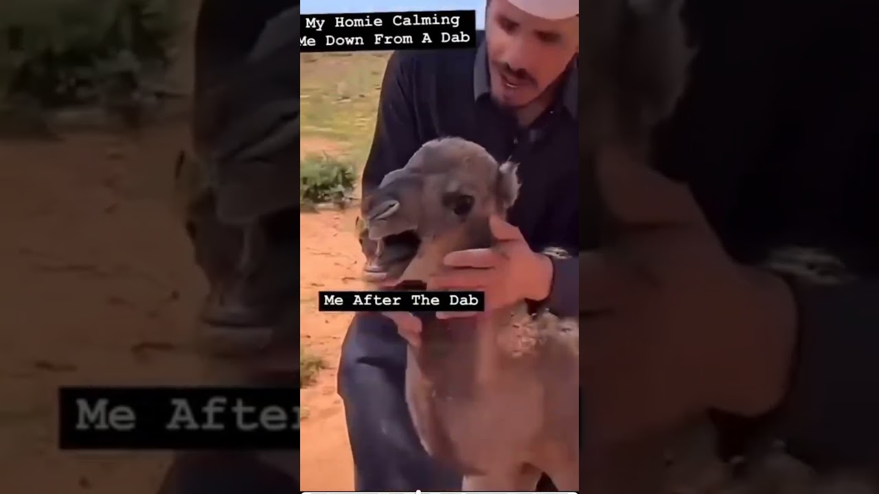 How it is after a fat #dab #smoking #pot #funny #camel #animal
