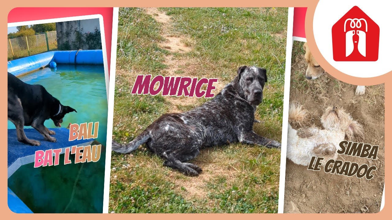 INCROYABLE MOWRICE ! 🐶 Pension CHEZ MARTH' 87 #44