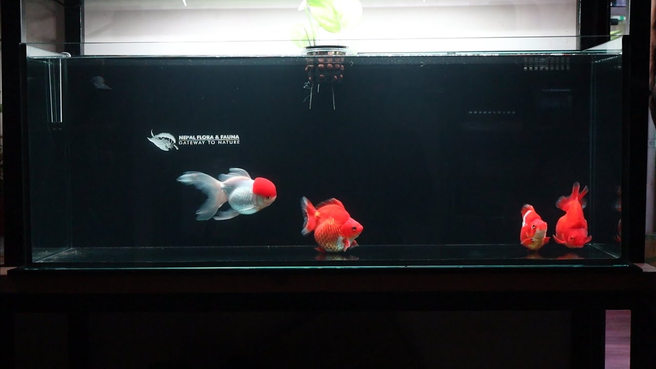 Goldfish Tank