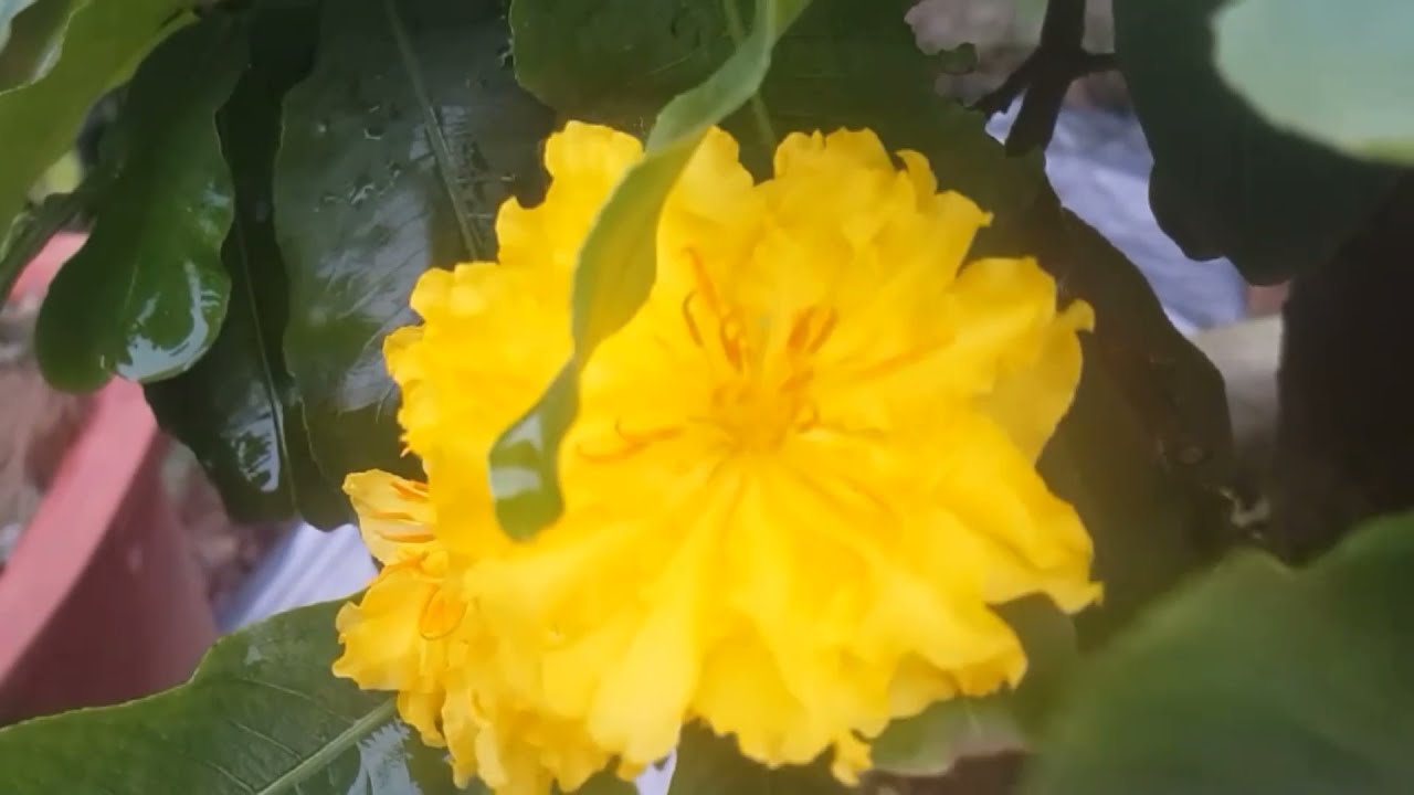 Tại sao mai c&uacute;c Tư Long (Mười Dương) trở n&ecirc;n đ&aacute;ng sưu tầm? | N&eacute;t Việt #143