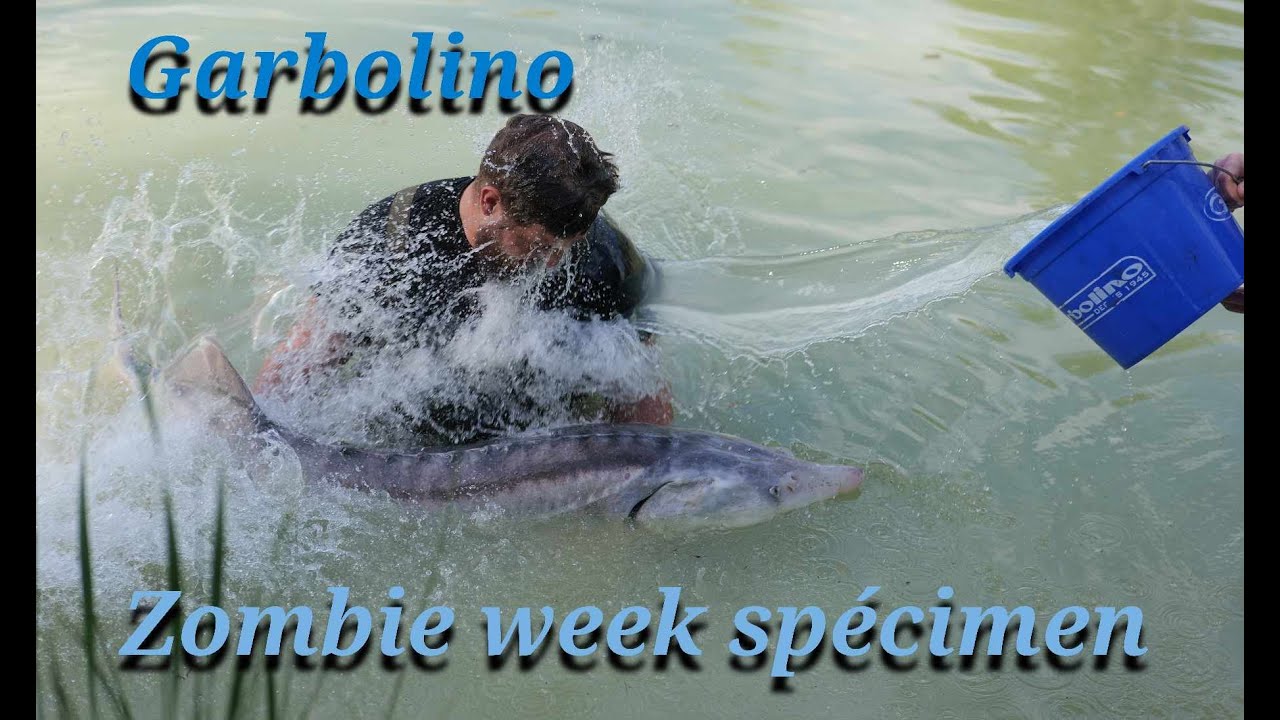 Garbolino Zombie Week Spécimen