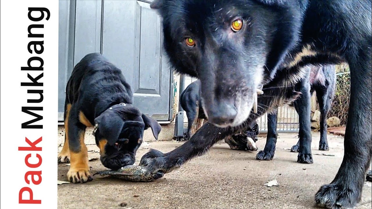 How I Feed my Dogs RAW FISH as a Pack - Pack Mukbang (Pack-bang)
