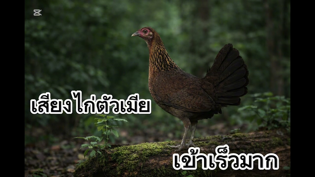 เสียงไก่ตัวเมีย        /    ສຽງໄກ່ໂຕແມ່  #ไก่ต่อ  #ติดตามด้วยนะครับ