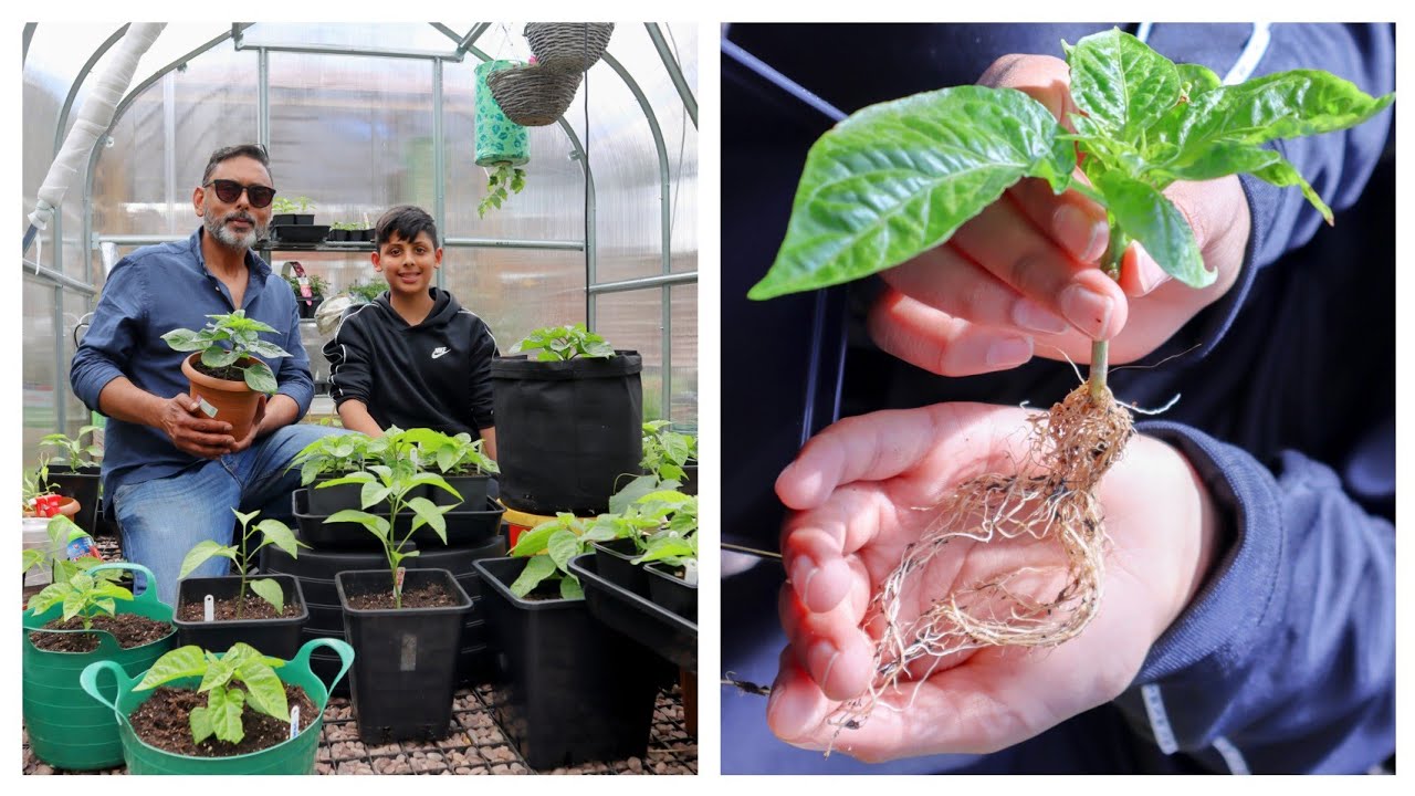 Why Is My Chilli Plant Not Growing : How To Get Rid Of Aphids & Fix Nutrient Lockout