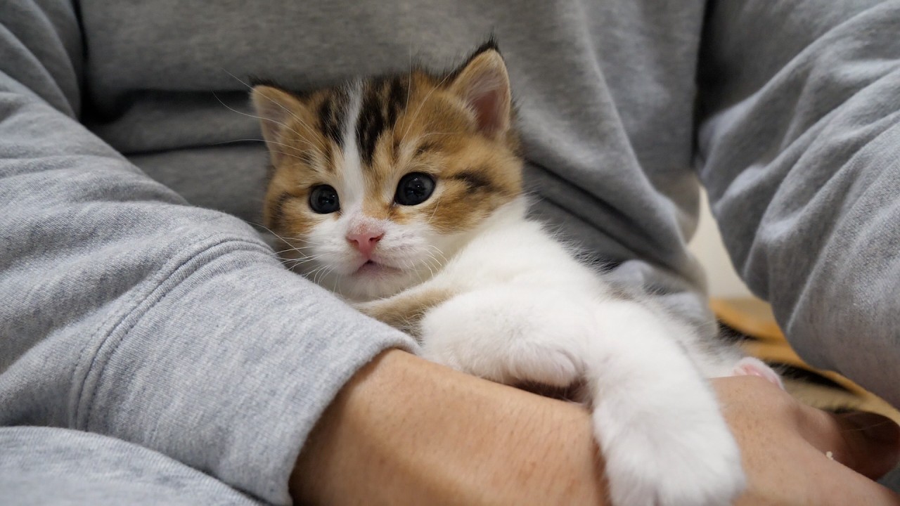 Playing with Nico the kitten before bedtime makes me happy!