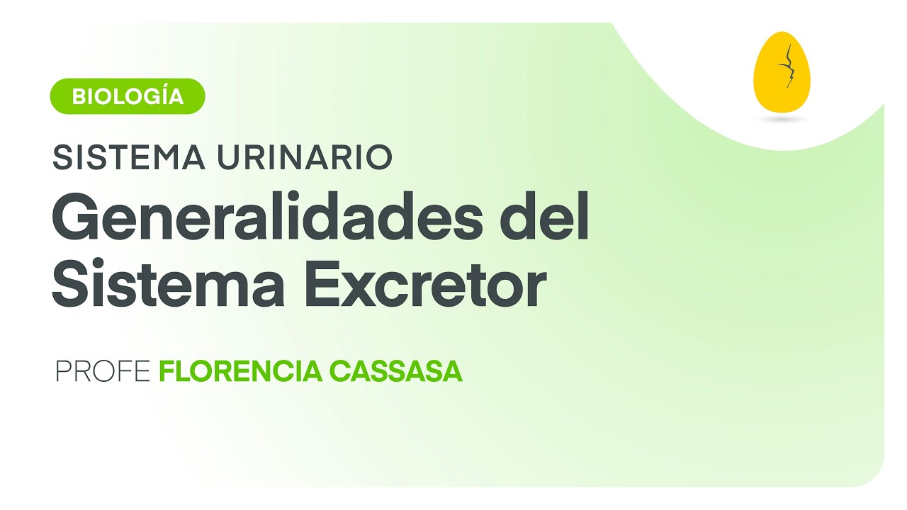 Generalidades del Sistema Excretor | Biología | Sistema Urinario | V1 | Egg Educación