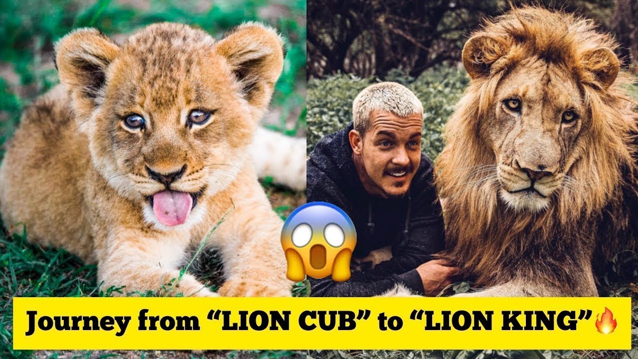 Journey From BABY LION CUB TO LION KING _ KING DEXTER _ - Dean Schneider