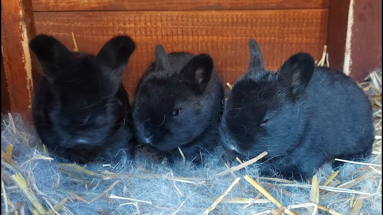 🐇КРОЛИКИ🐇 ДЕРЕВНЯ⛪ГЕРМАНИЯ