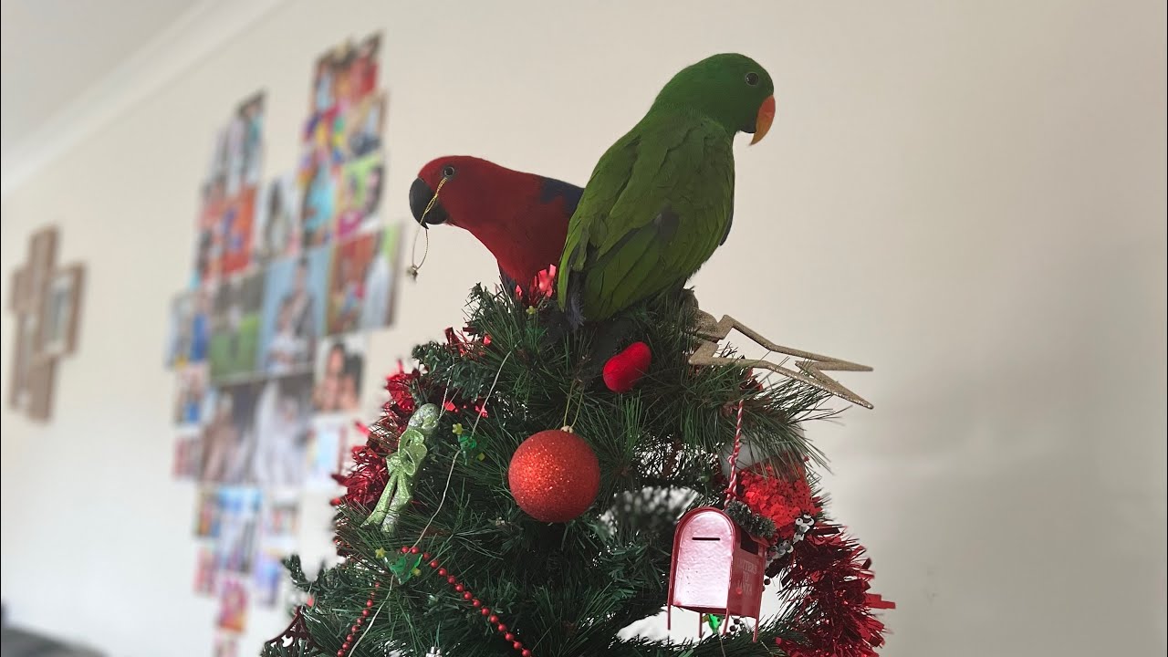 Christmas 2019 celebrations