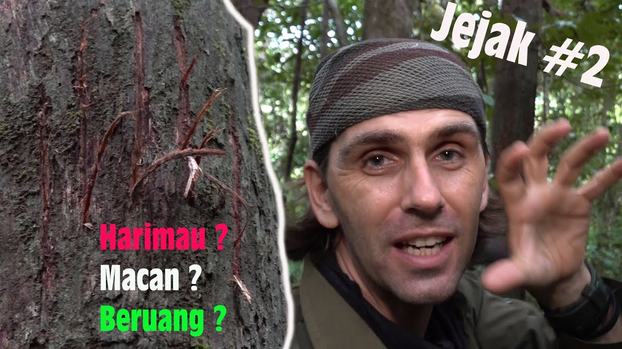 Belajar tentang JEJAK SATWA #2 / Harimau ? Beruang ? atau Macan ?