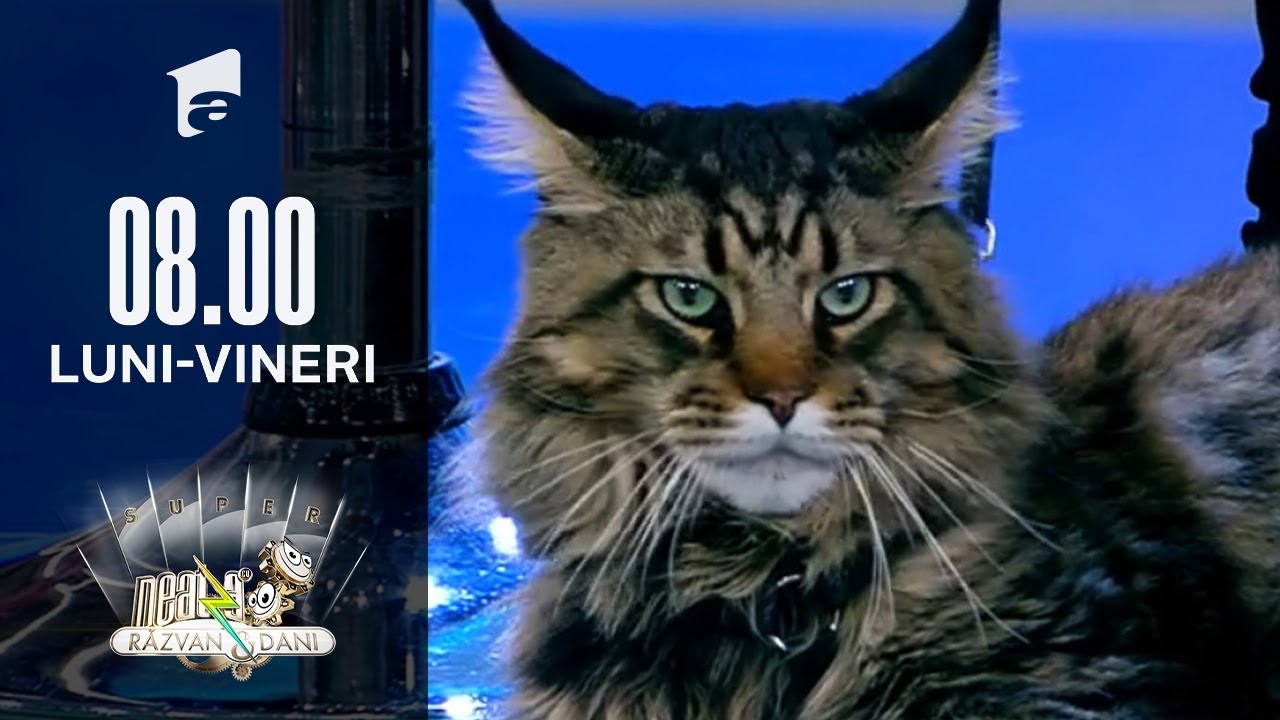 Super expoziție de pisici rasa Maine Coon, la Neatza cu Răzvan și Dani