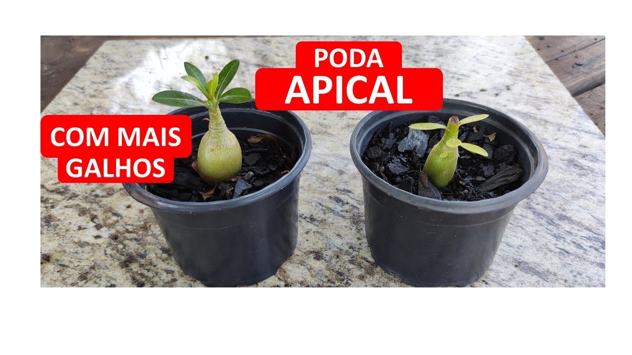 COMO DEIXAR SUA ROSA DO DESERTO COM MUITOS GALHOS | PODA APICAL