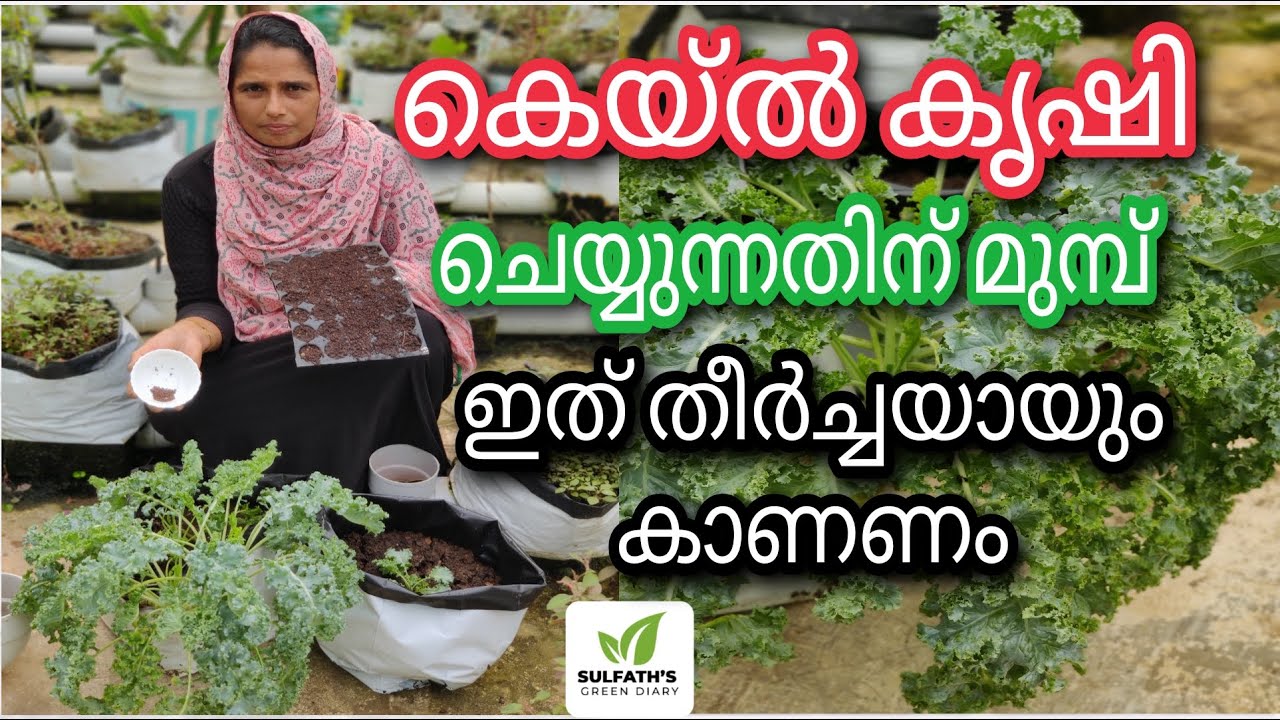 കെയ്ൽ കൃഷി ചെയ്യുന്നതിന് മുമ്പ് ഇത് തീർച്ചയായും കാണണം | Kale Farming in Malayalam | Kale Benefits