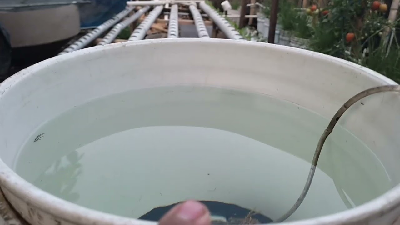 primer día de funcionamiento de módulo hidroponico si bomba para recirculación de agua