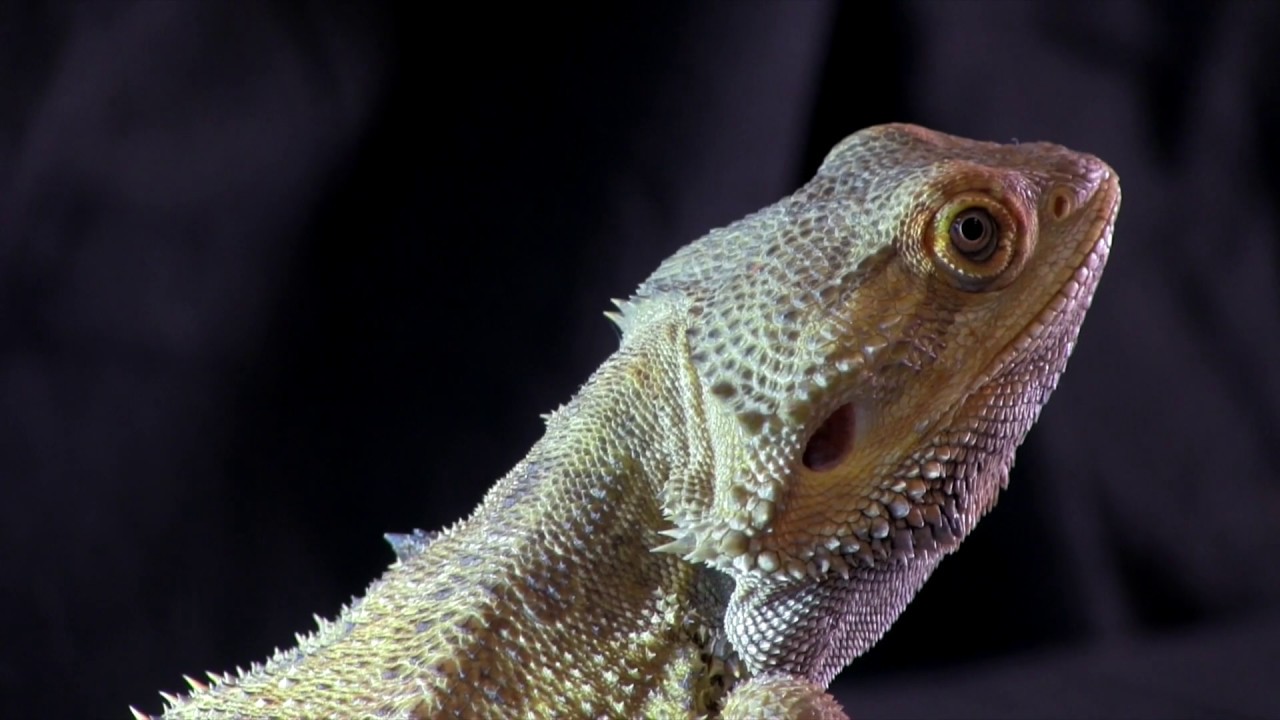 Portrait du Pogona vitticeps (Dragon barbu)