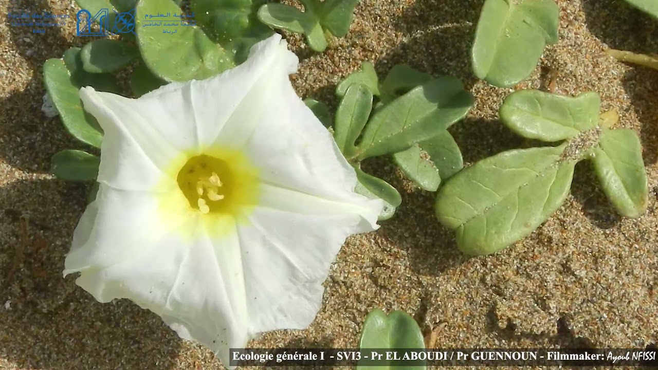 Sortie &Eacute;cologique  ( bourgreg maamora mehdia et sidi boughaba)