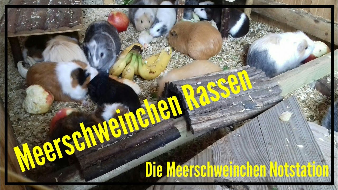 Meerschweinchen Rassen /Die Meerschweinchen Notstation