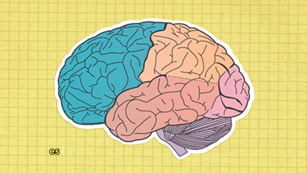 &iquest;D&oacute;nde reside la consciencia en el cerebro? | Estructuras cerebrales relacionadas a la consciencia 🧠