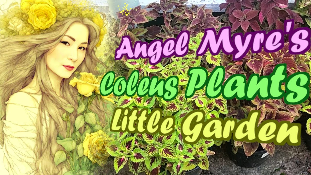 PLANTS NI TITA PLANTITA 🪴 COLEUS PLANTS COLLECTION🪴