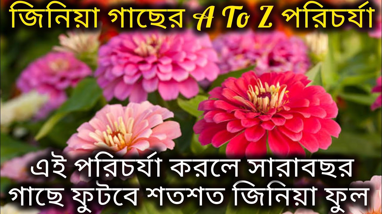 জিনিয়া গাছের A To Z পরিচর্যা/Zinnia flower plant care in February month/How to grow zinnia plant. 