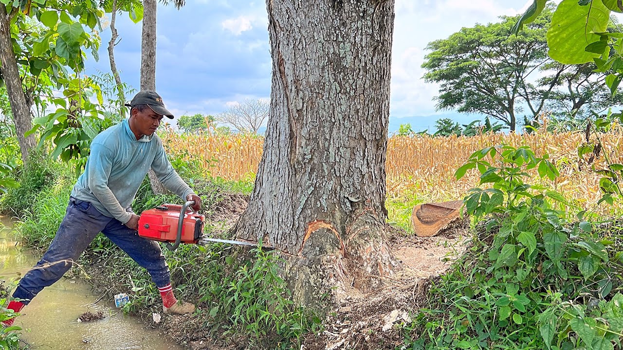 Almost turning back!! Cut down the old trembesi tree.