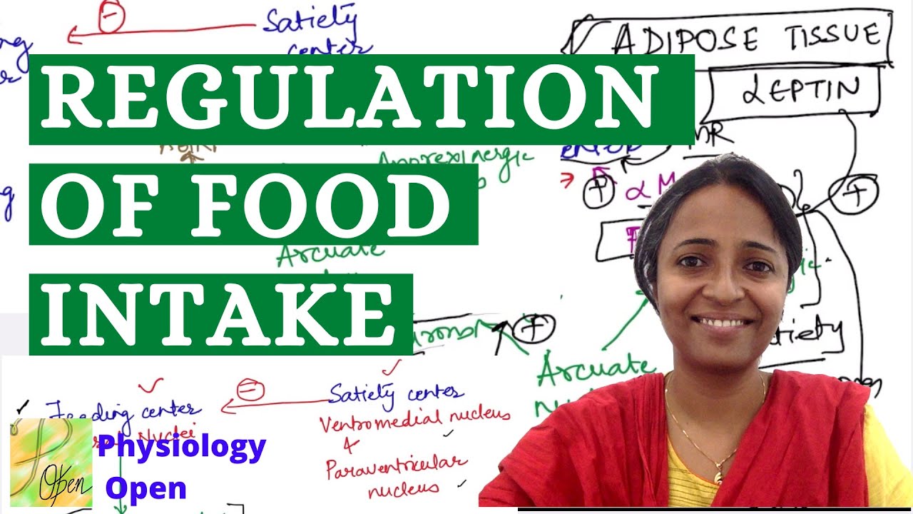 Functions of hypothalamus-regulation of food intake| feeding & satiety center | theories | mbbs