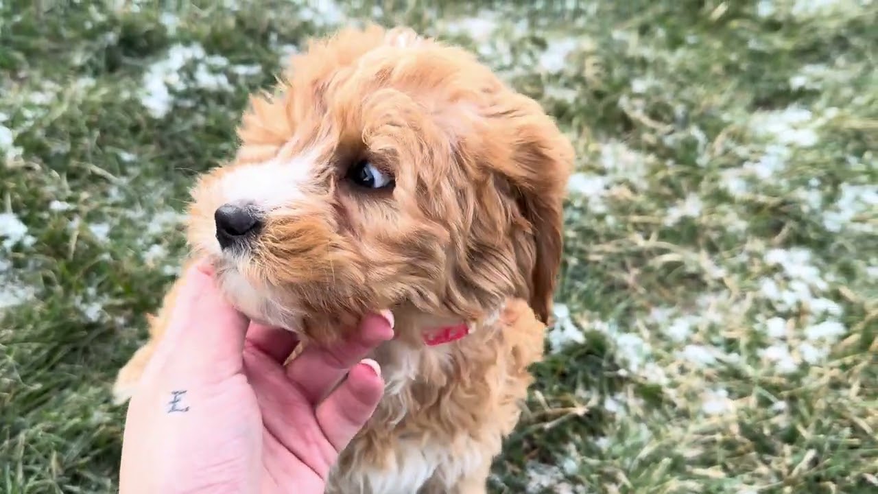 Jingle UPDATE - Mini Goldendoodle - Family Bred Puppies