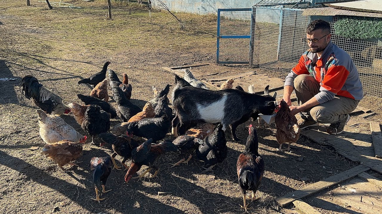 ÇİFTLİK TANITIMI ORTALIK KARIŞTI ⁉️😁 #eyüpdoğan #belçikakurdu #malinois #belgianmalinois #eydog #