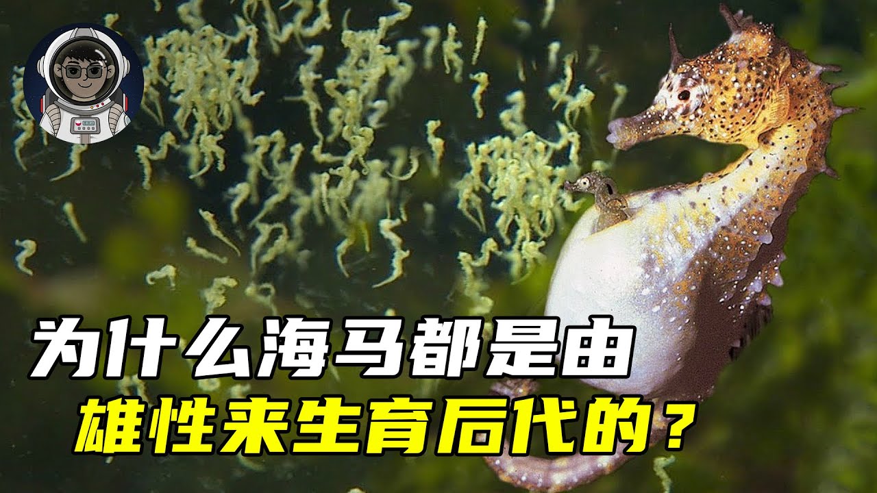 为什么海马都是由雄性来生育后代的？