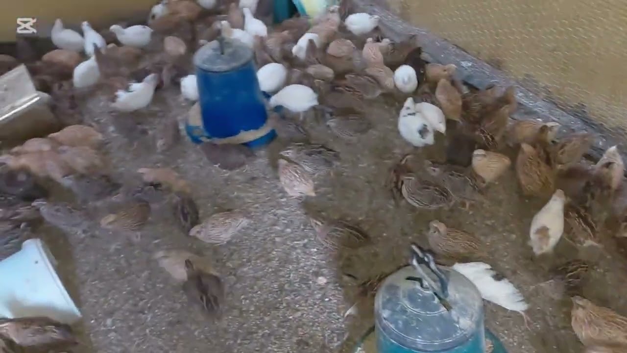 Bıldırcın çiftliğimiz 
