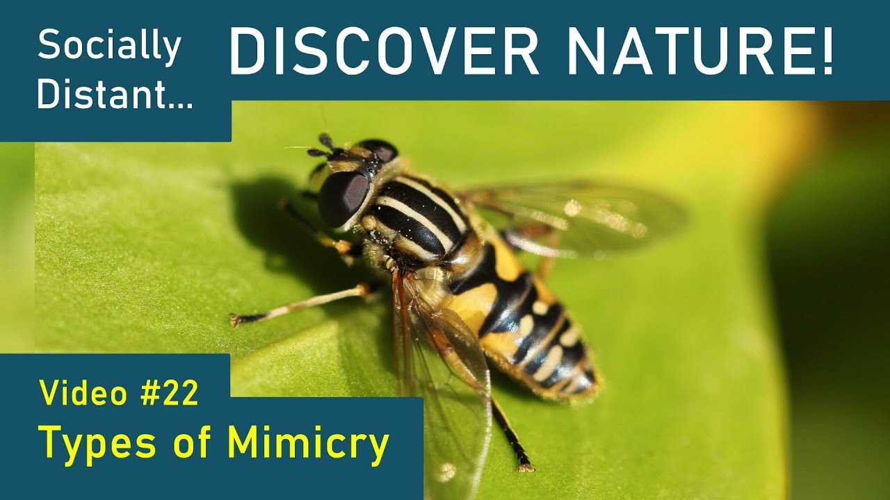 Types of Mimicry - Discover Nature Episode 22