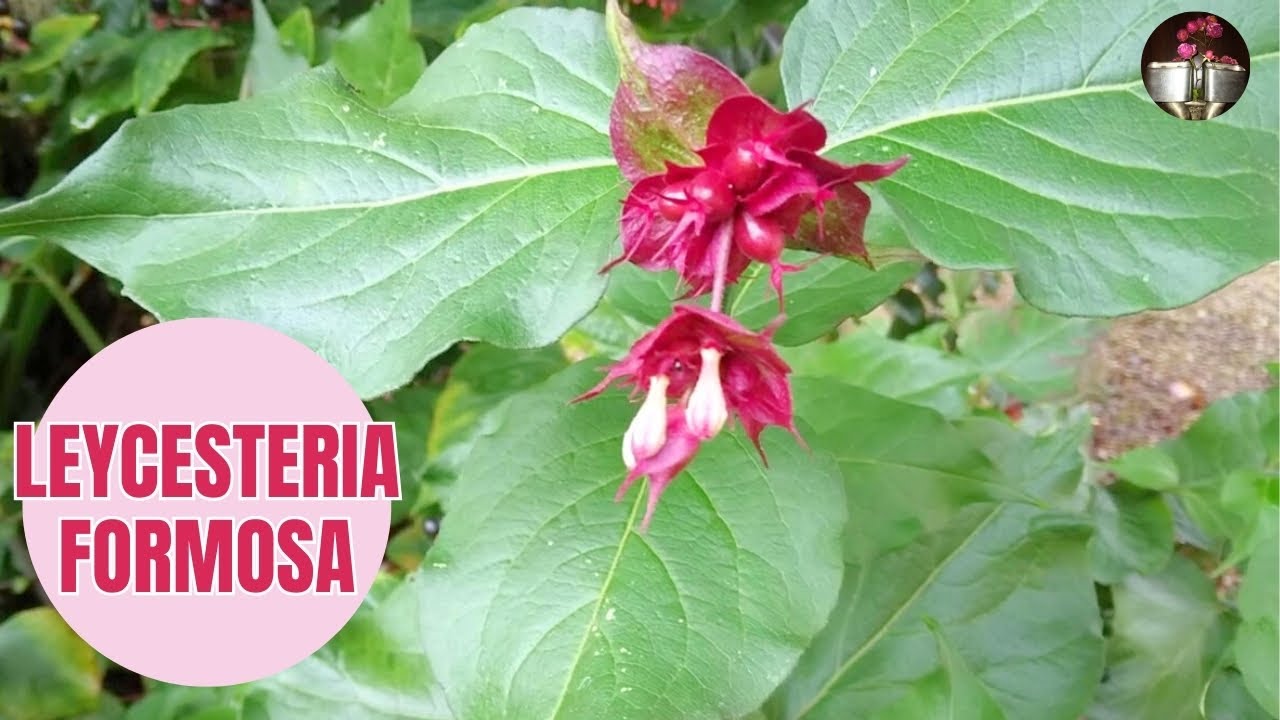 Leycesteria formosa, Arbre aux faisans, fruits comestibles goût caramel brûlé (baies noires) h3m×4m