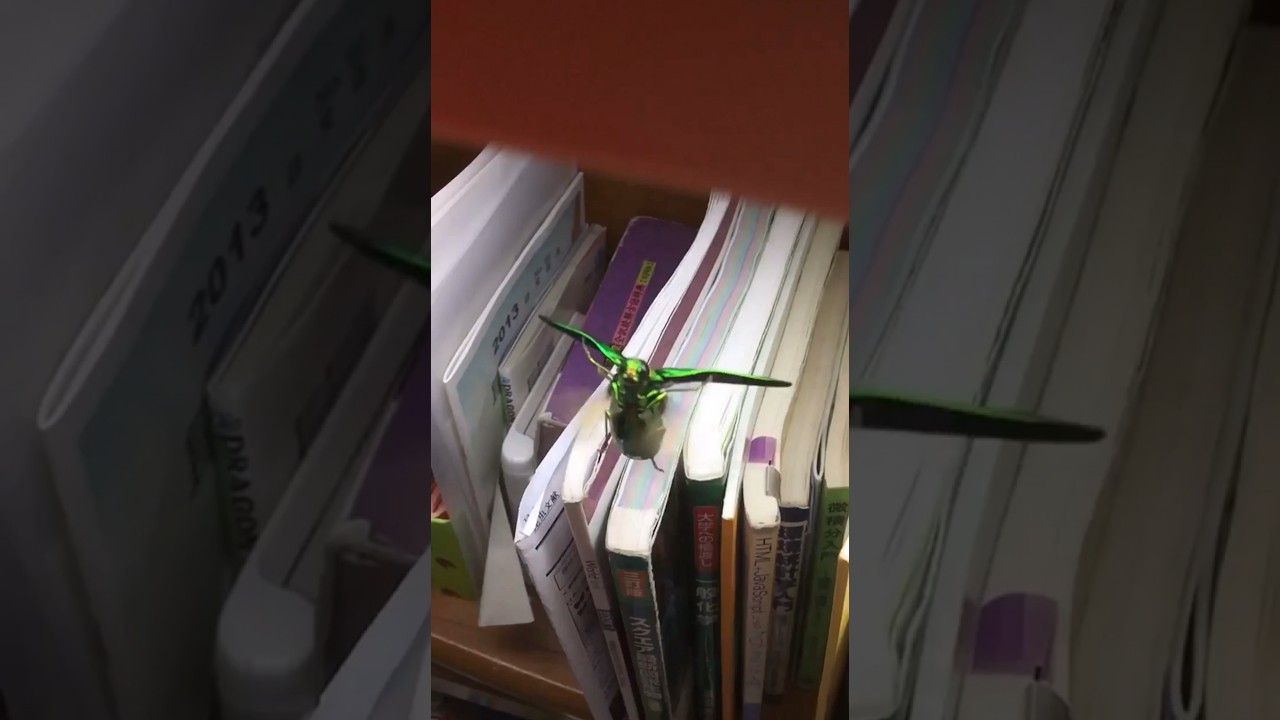 Jewel beetle taking off
