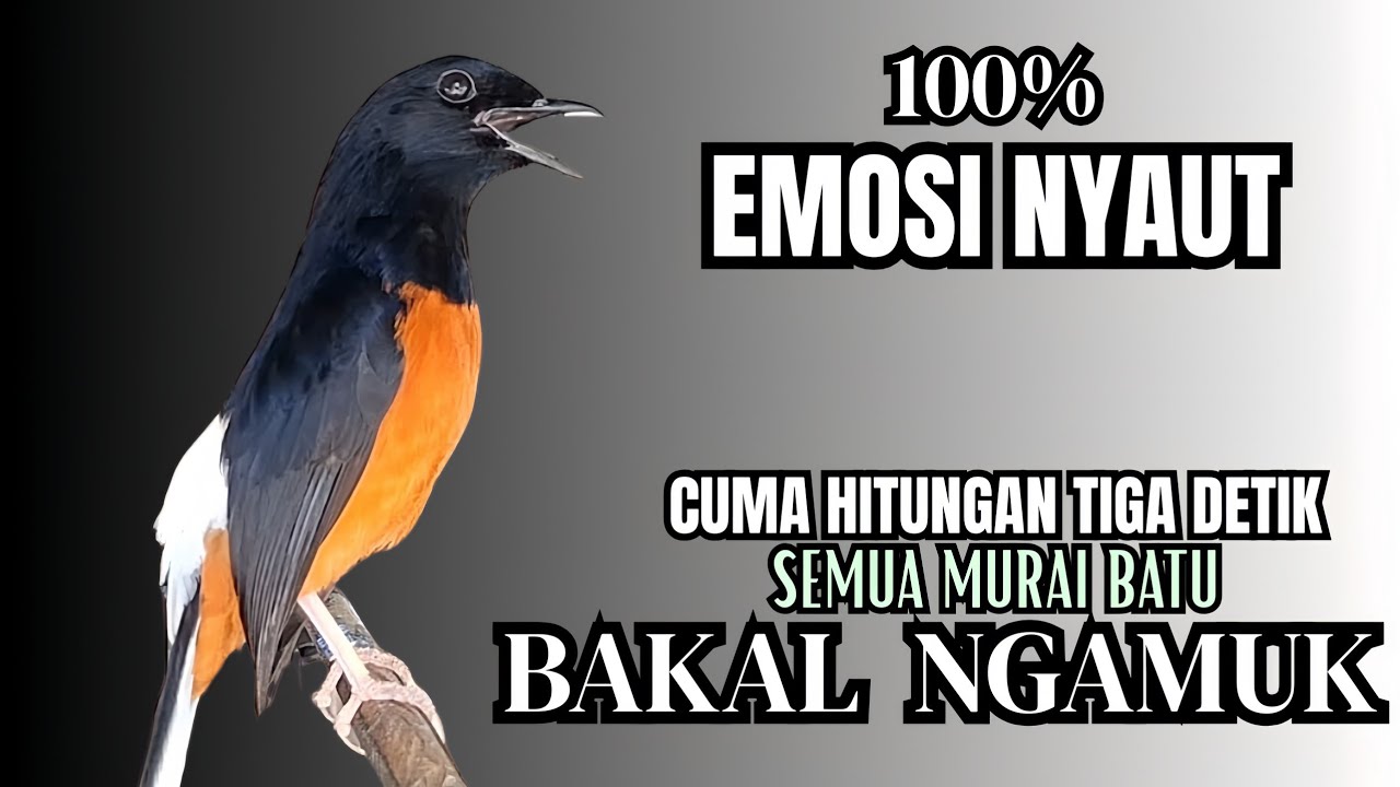 PANCINGAN Murai Batu FIGHTER NEMBAK ISIAN KASAR !! Murai batu bengong dengar ini langsung NYAMBER