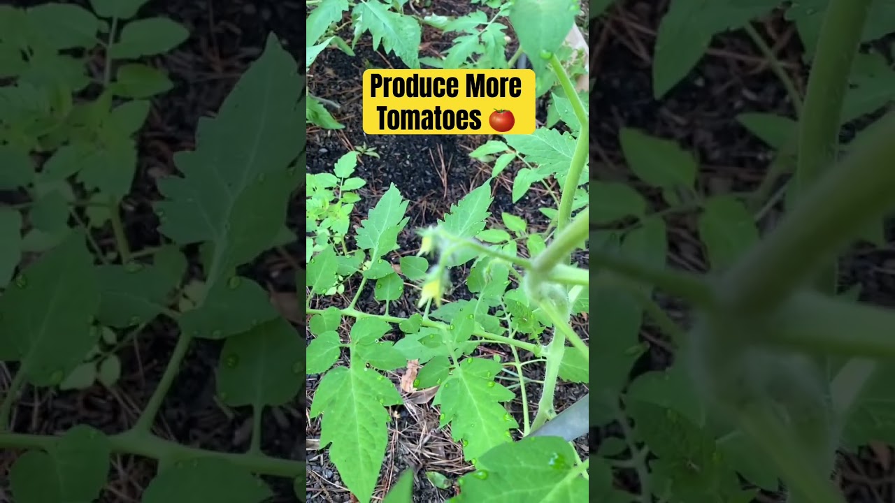 Produce more tomatoes #garden #gardeningtips #shorts #zone7b #growingtomatoes #gardening #pollinator