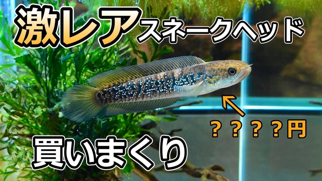 スネークヘッドを一気に4匹も買ったので紹介します#78【アクアリウム】