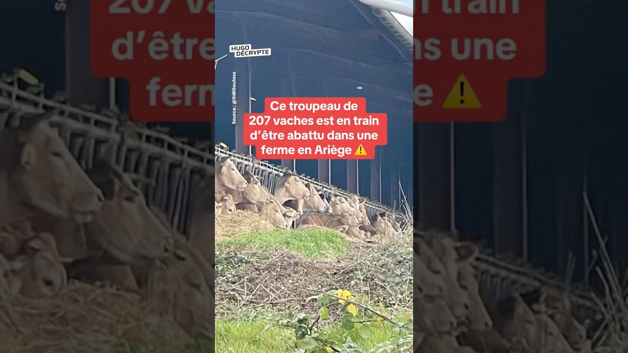 Un troupeau de 207 vaches est en train d&rsquo;&ecirc;tre abattu dans une ferme en Ari&egrave;ge