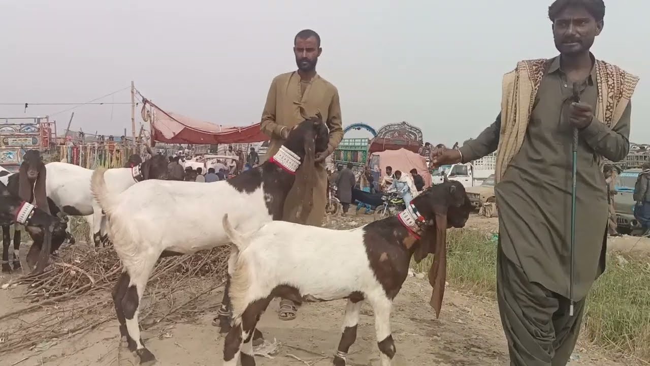Tando Adam Bakra Mandi today
