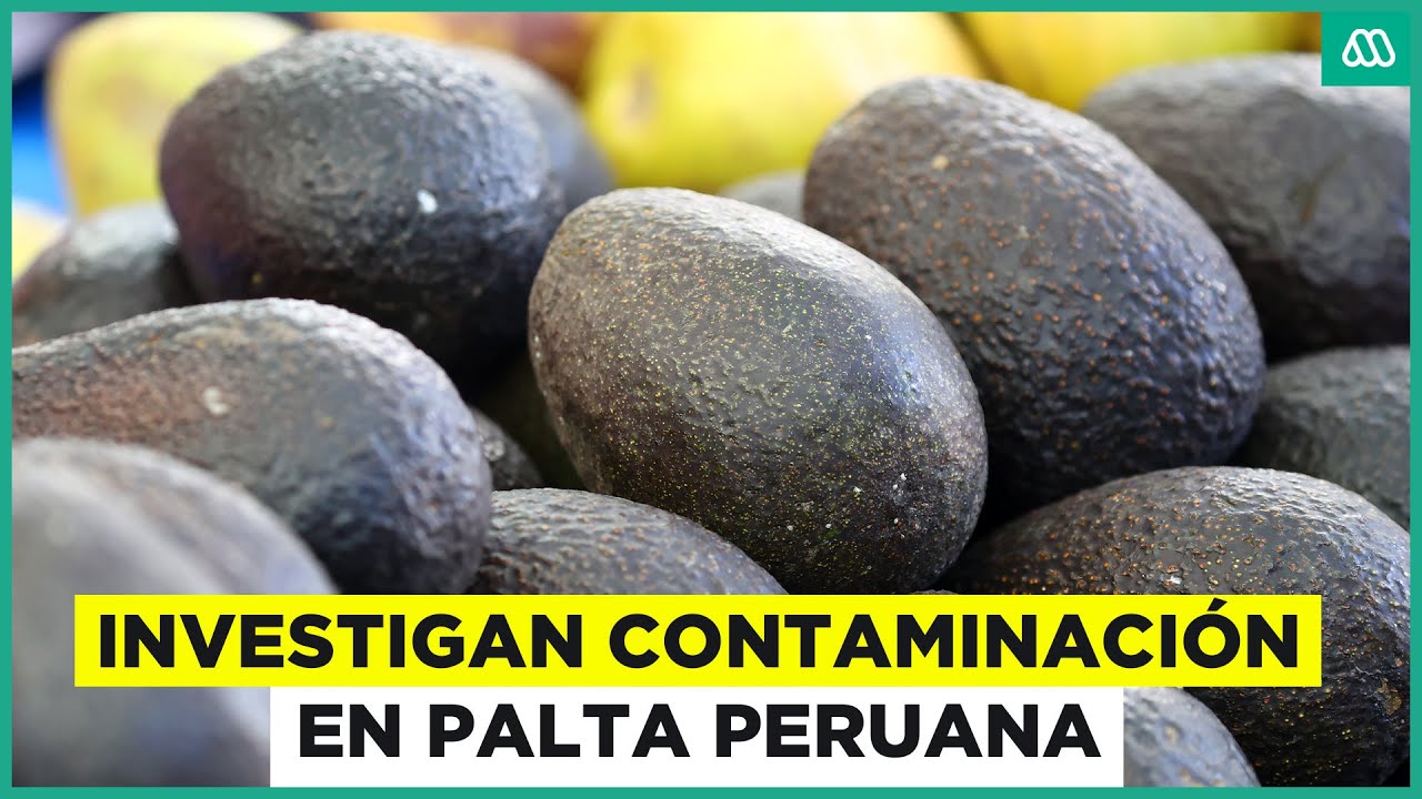 El peligro de la palta peruana: Investigan posible contaminación en Europa