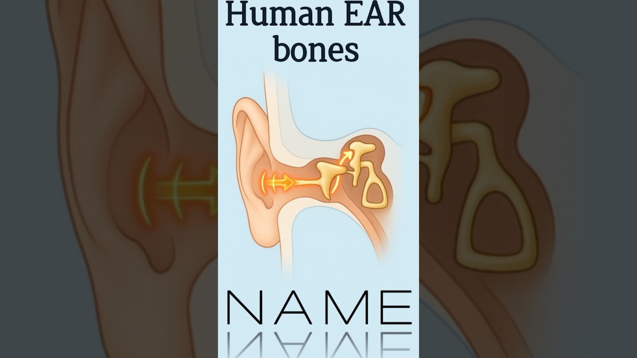 Smallest Bones in Human Body | Ear Ossicles Explained 